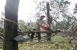 Cao su bị thanh lý, chuyển đổi: Chủ yếu già cỗi, thiệt hại do bão 
